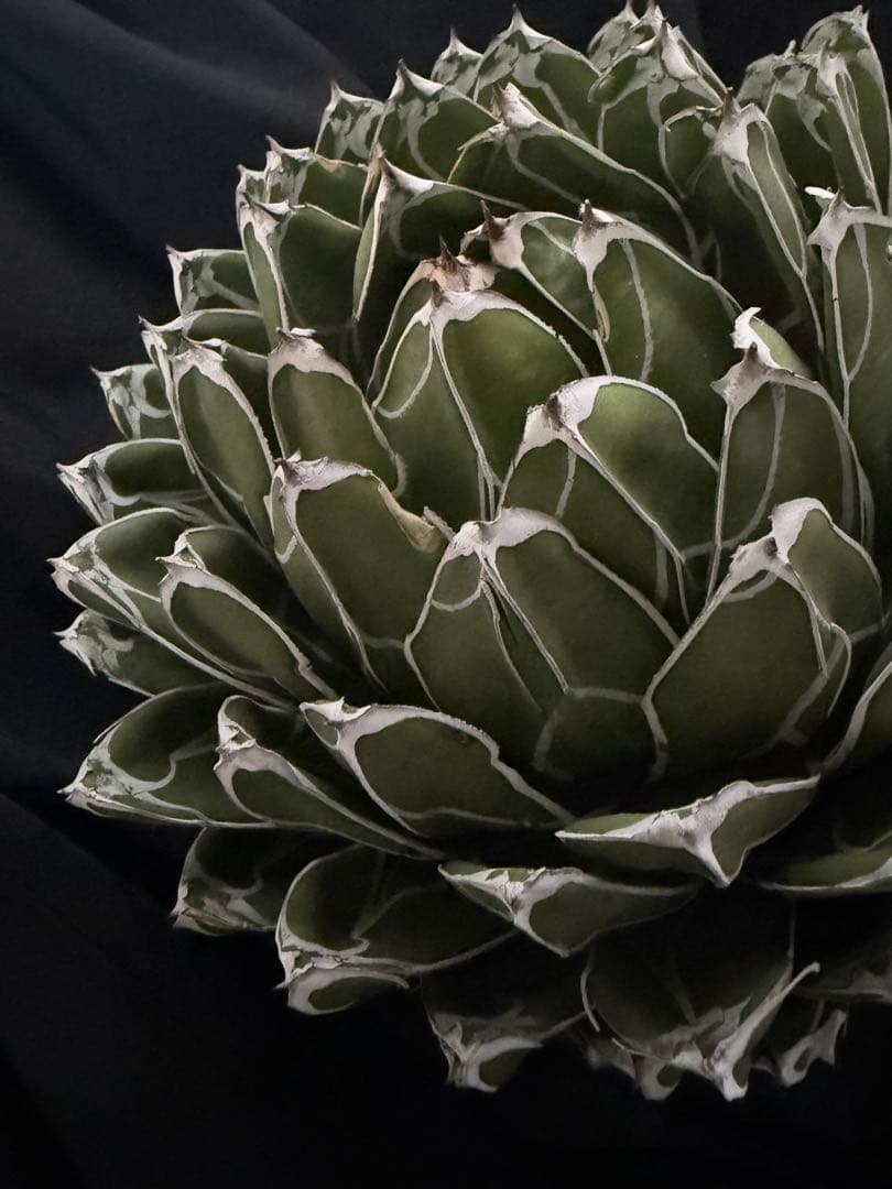 専用ページ　アガベ ダルマ笹の雪　濃白大苗◇ドライガーデン多肉サボテン　チタノタ