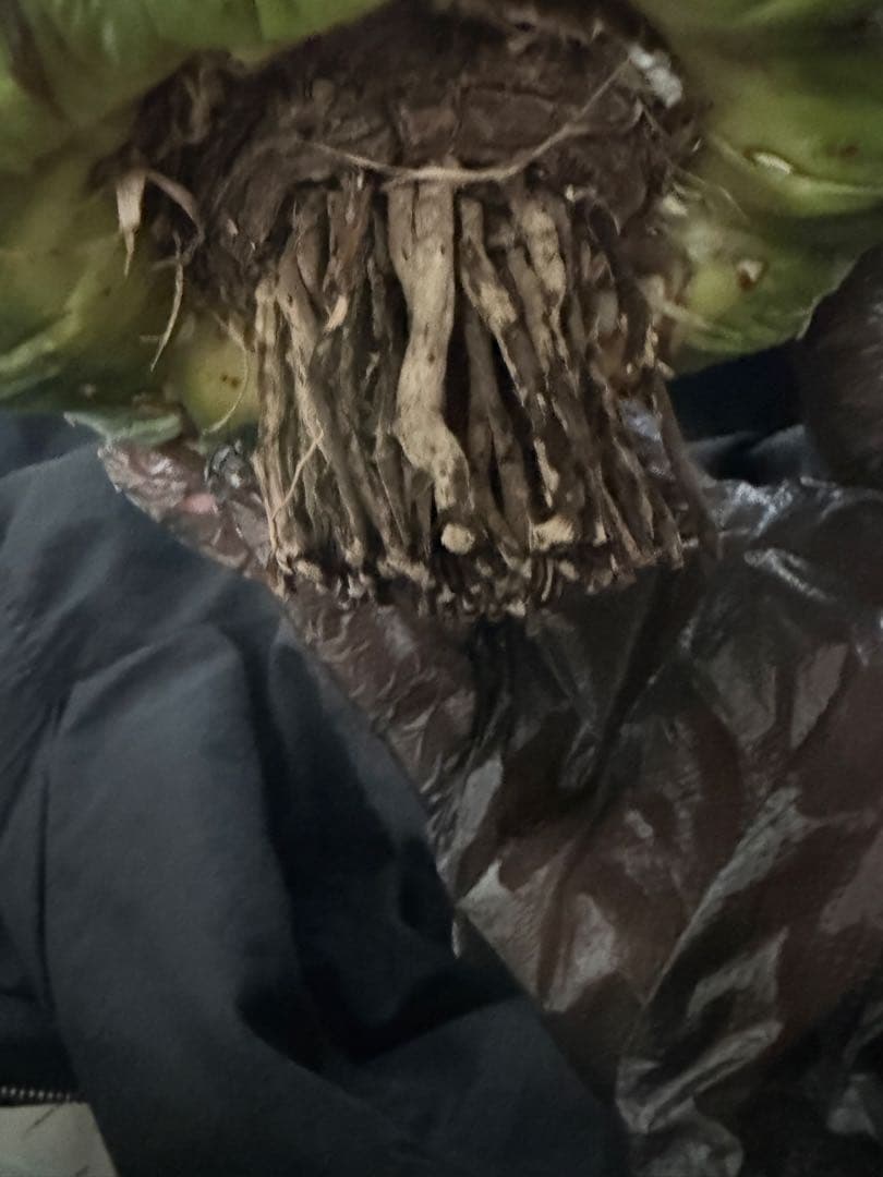 専用ページ　アガベ ダルマ笹の雪　濃白大苗◇ドライガーデン多肉サボテン　チタノタ