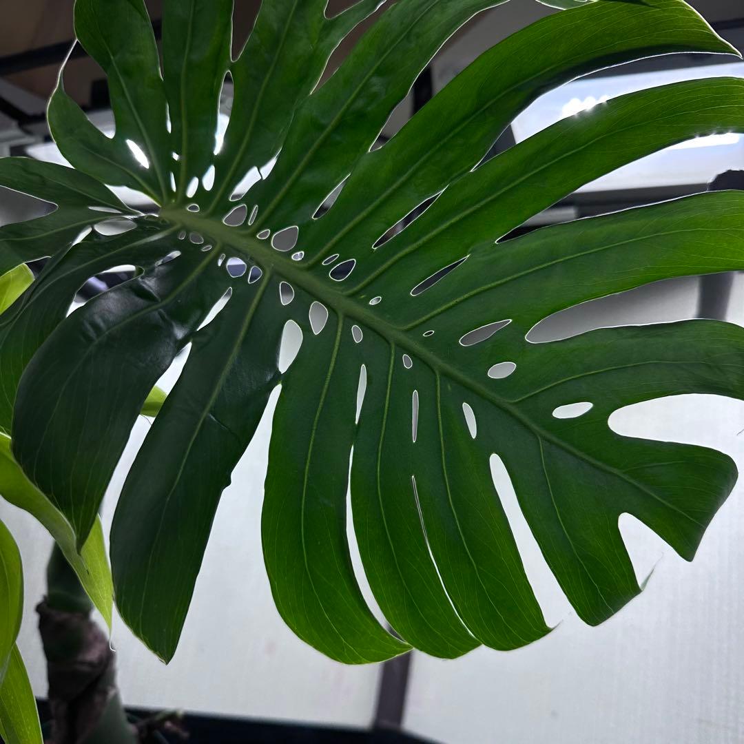 し*け様 モンステラデリシオーサマクロコズム超希少系統鉢植え67㎝