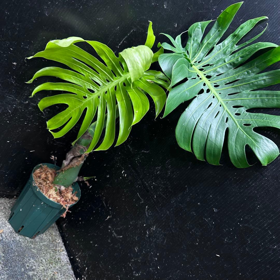 し*け様 モンステラデリシオーサマクロコズム超希少系統鉢植え67㎝