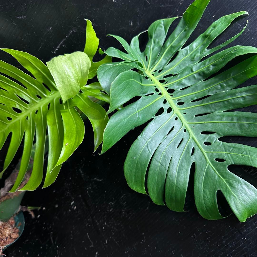 し*け様 モンステラデリシオーサマクロコズム超希少系統鉢植え67㎝