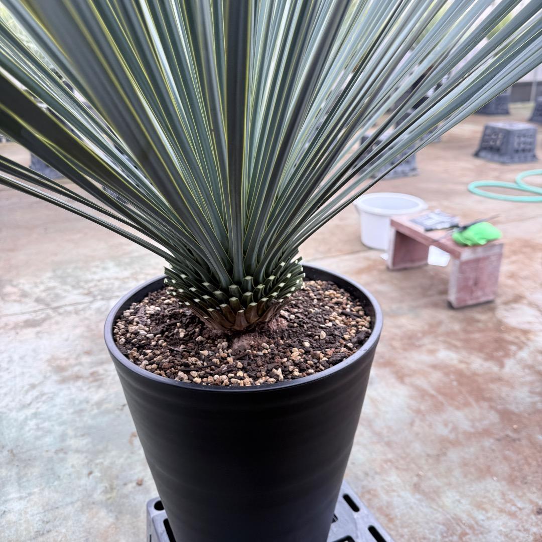 AL1205】ユッカ ロストラータ ランチョブルー（品種名） - メルカリ