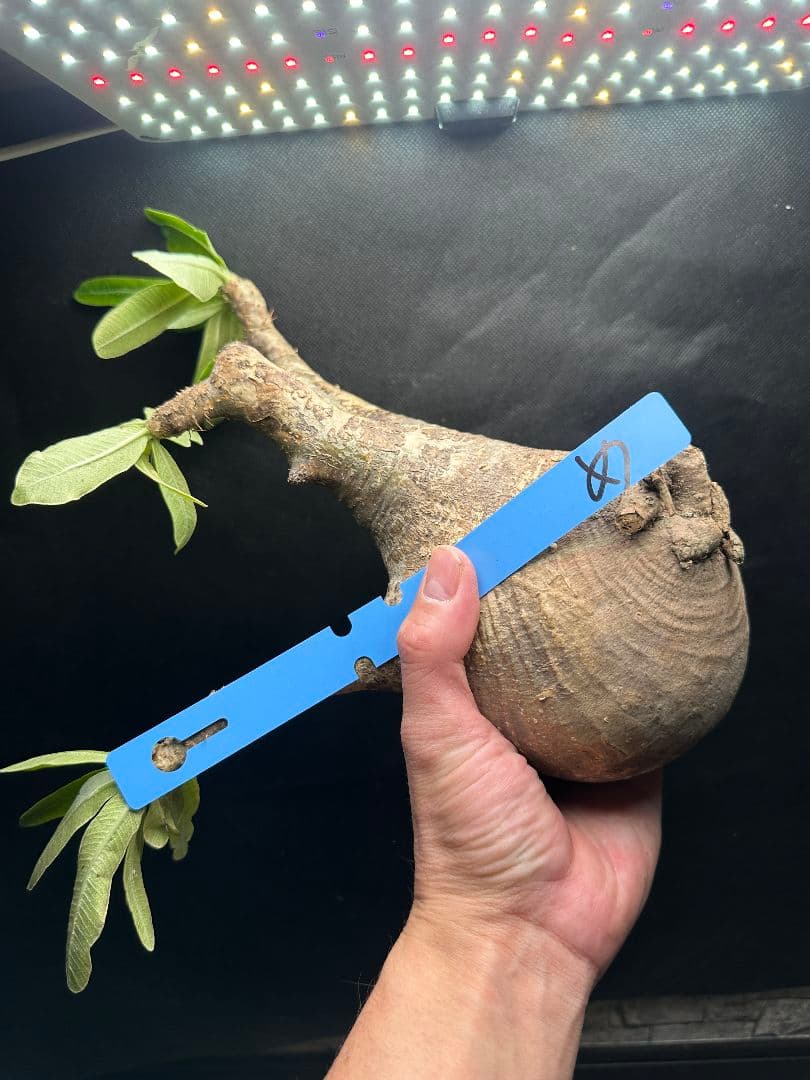 【パキポディウム_グラキリス】グラキリス 現地球 大サイズ 38