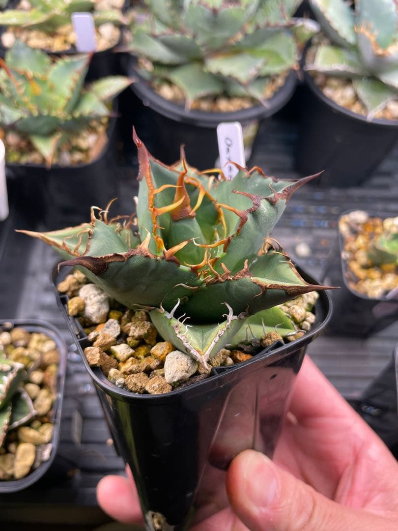 オテロイ実生　選抜