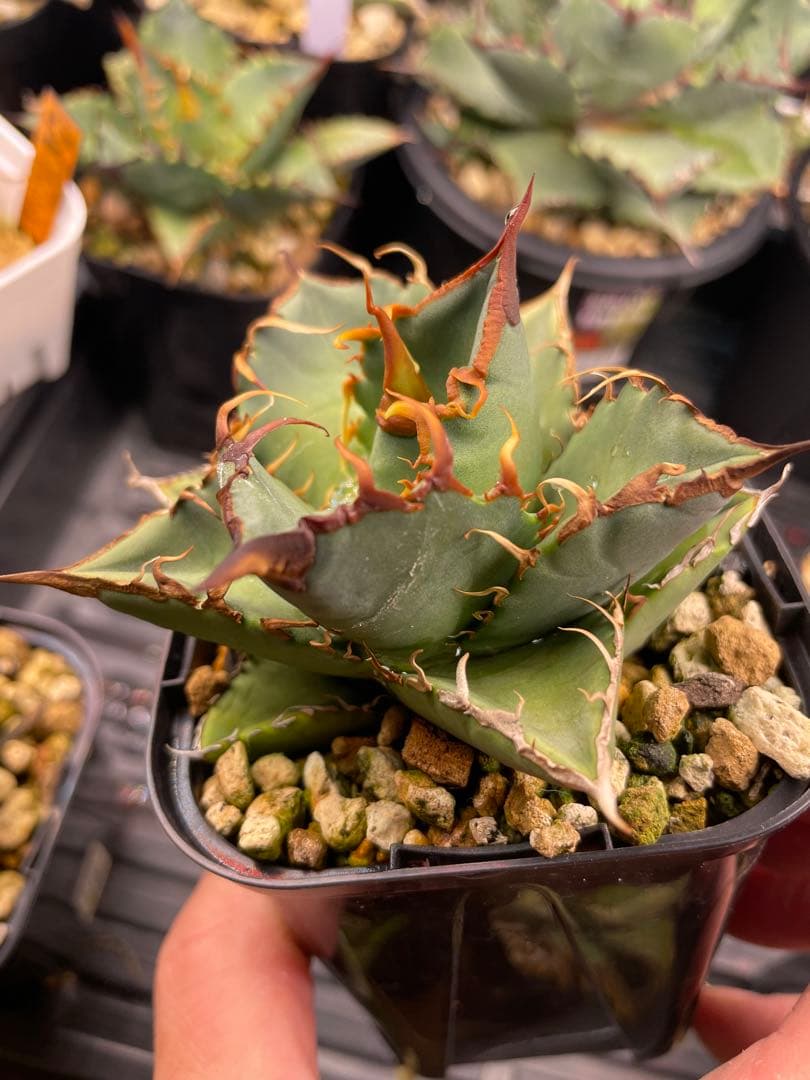 オテロイ実生　選抜