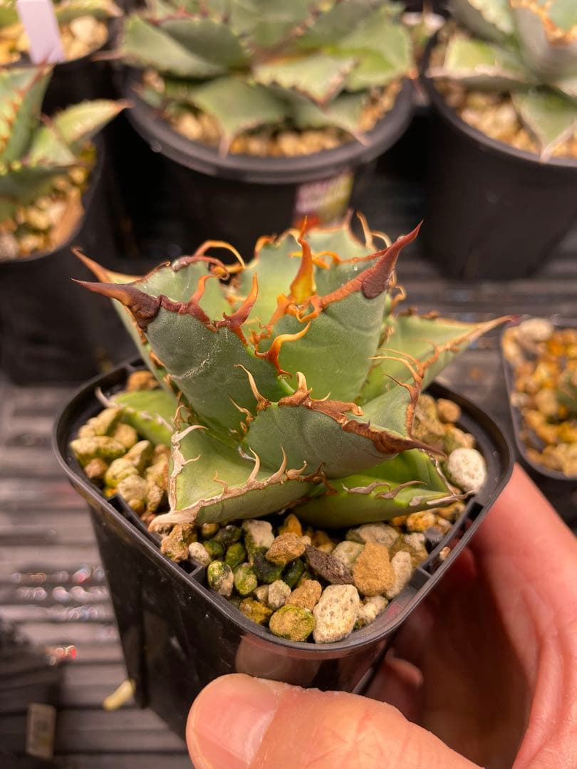 オテロイ実生　選抜