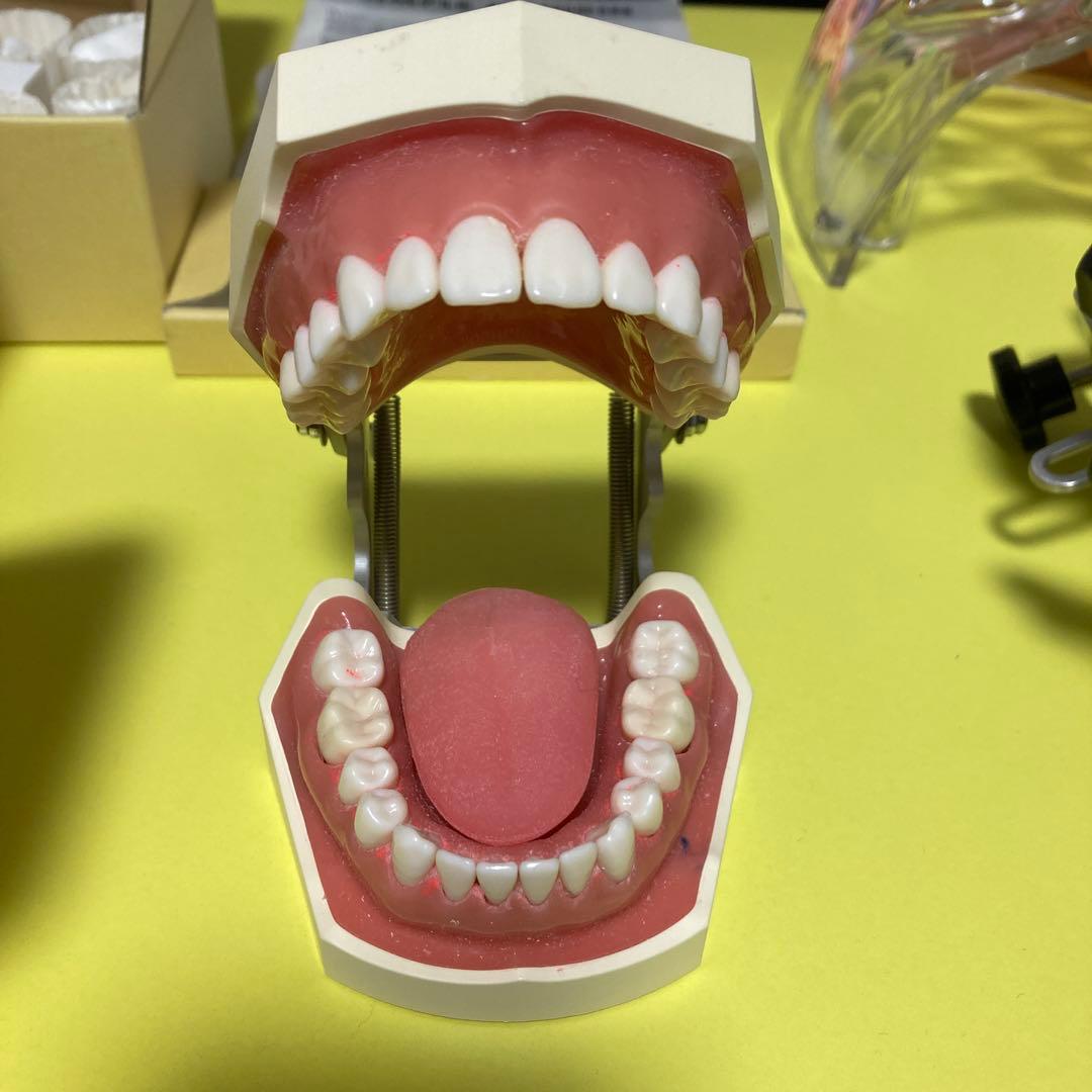 歯科　顎模型　nissin シンプルマネキン　歯科医師　歯科衛生士
