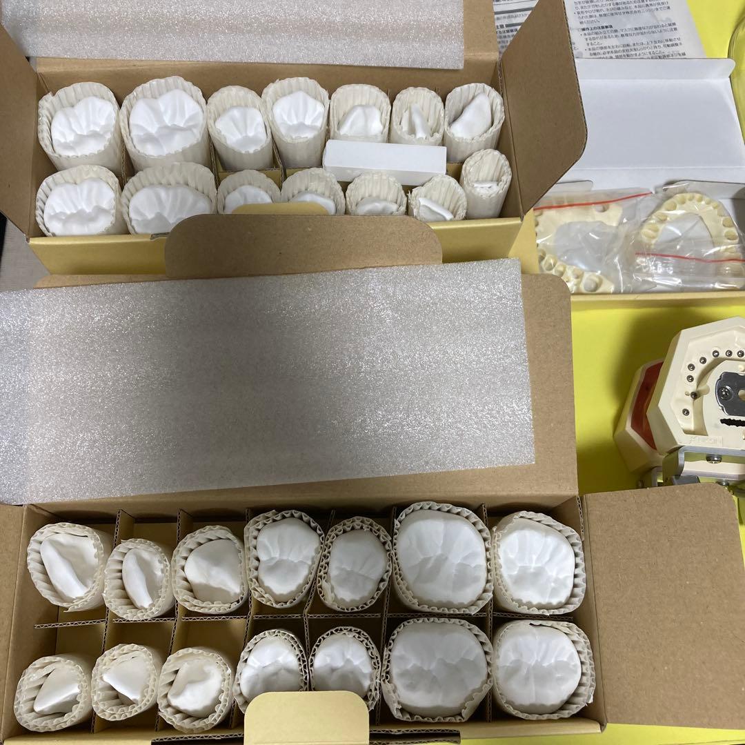 歯科　顎模型　nissin シンプルマネキン　歯科医師　歯科衛生士