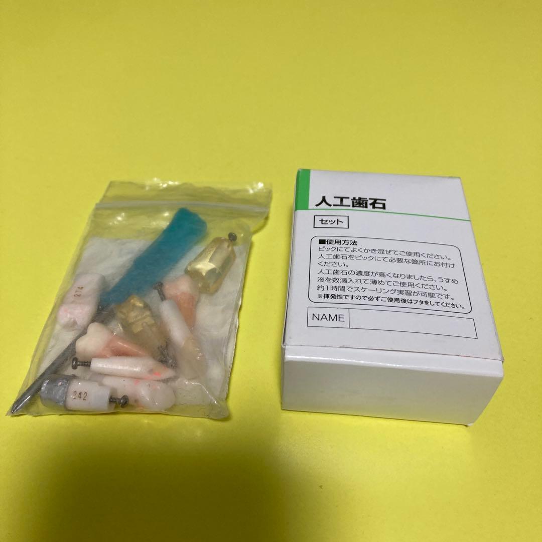 歯科　顎模型　nissin シンプルマネキン　歯科医師　歯科衛生士