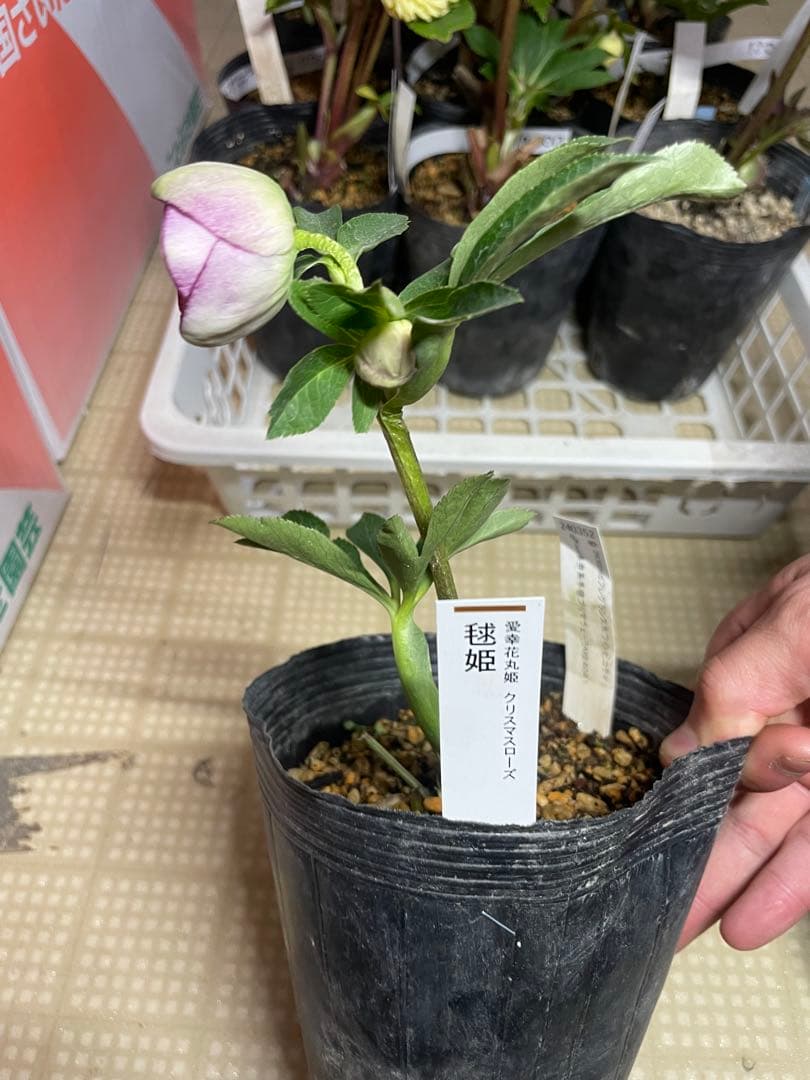 加藤農園 毬姫 グリーン系 クリスマスローズ