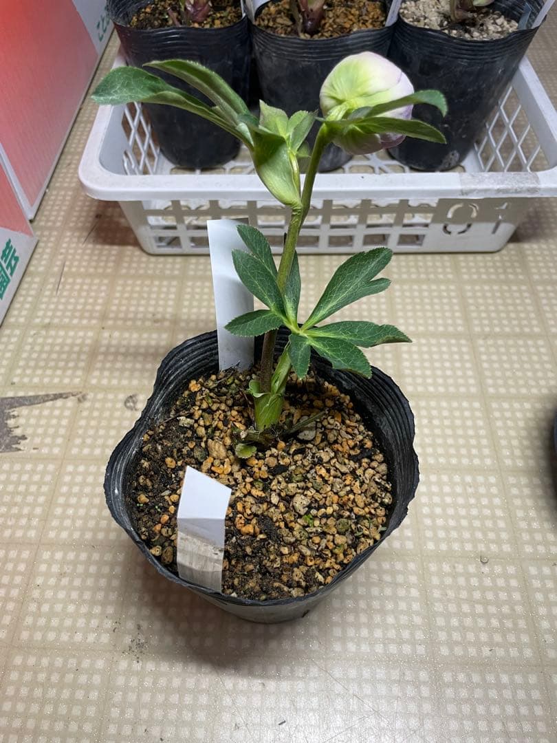 加藤農園 毬姫 グリーン系 クリスマスローズ