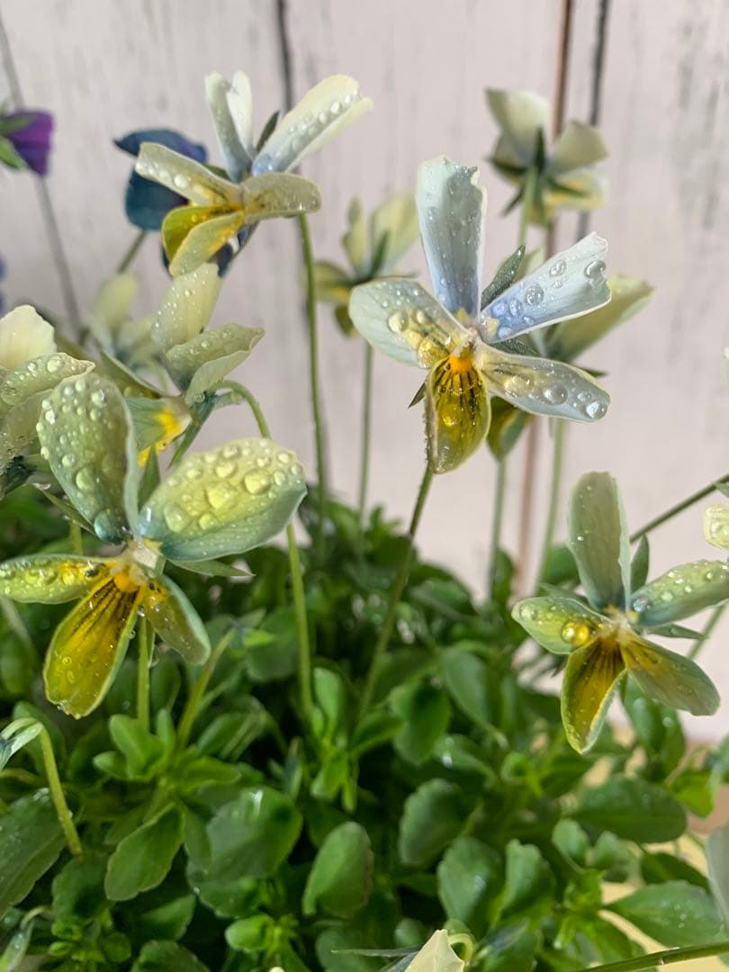 M*I様 パルプンテ　1苗 すみれ図鑑　1苗 shuta's selection