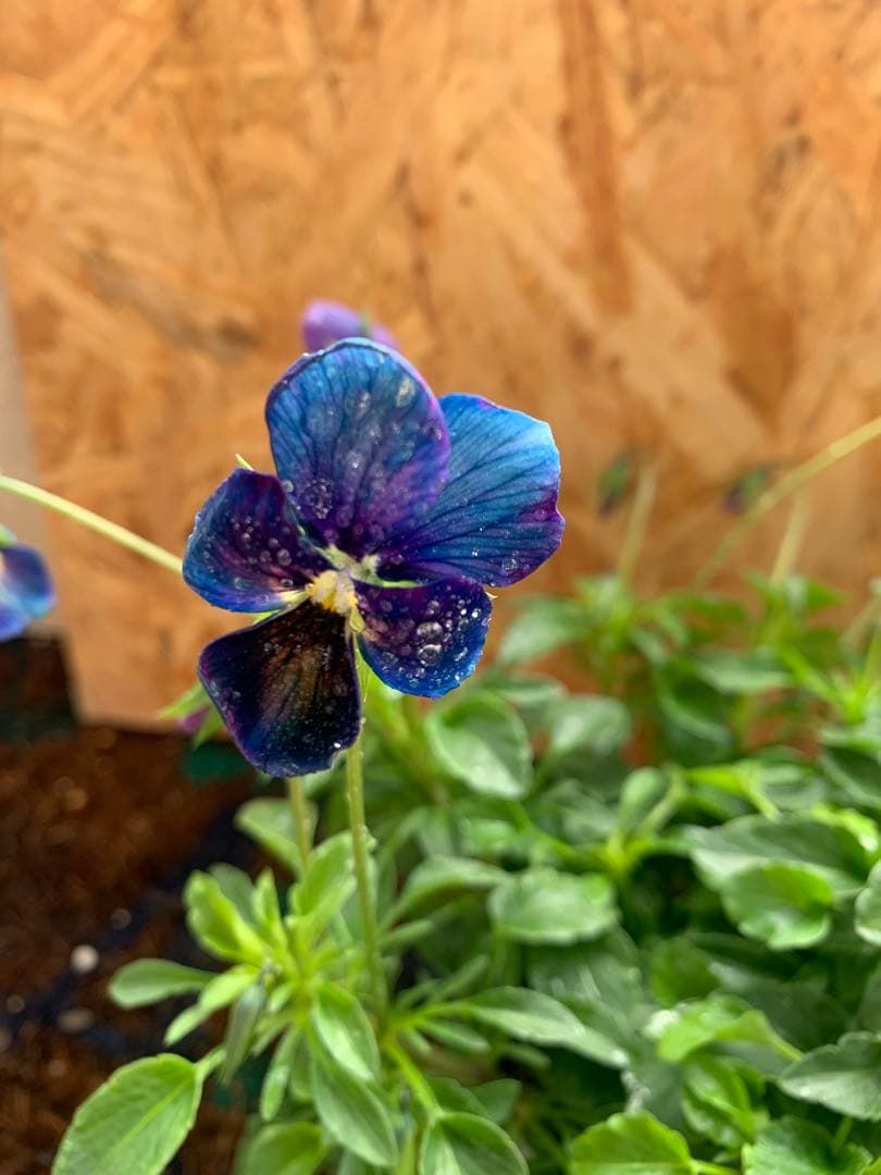 M*I様 パルプンテ　1苗 すみれ図鑑　1苗 shuta's selection