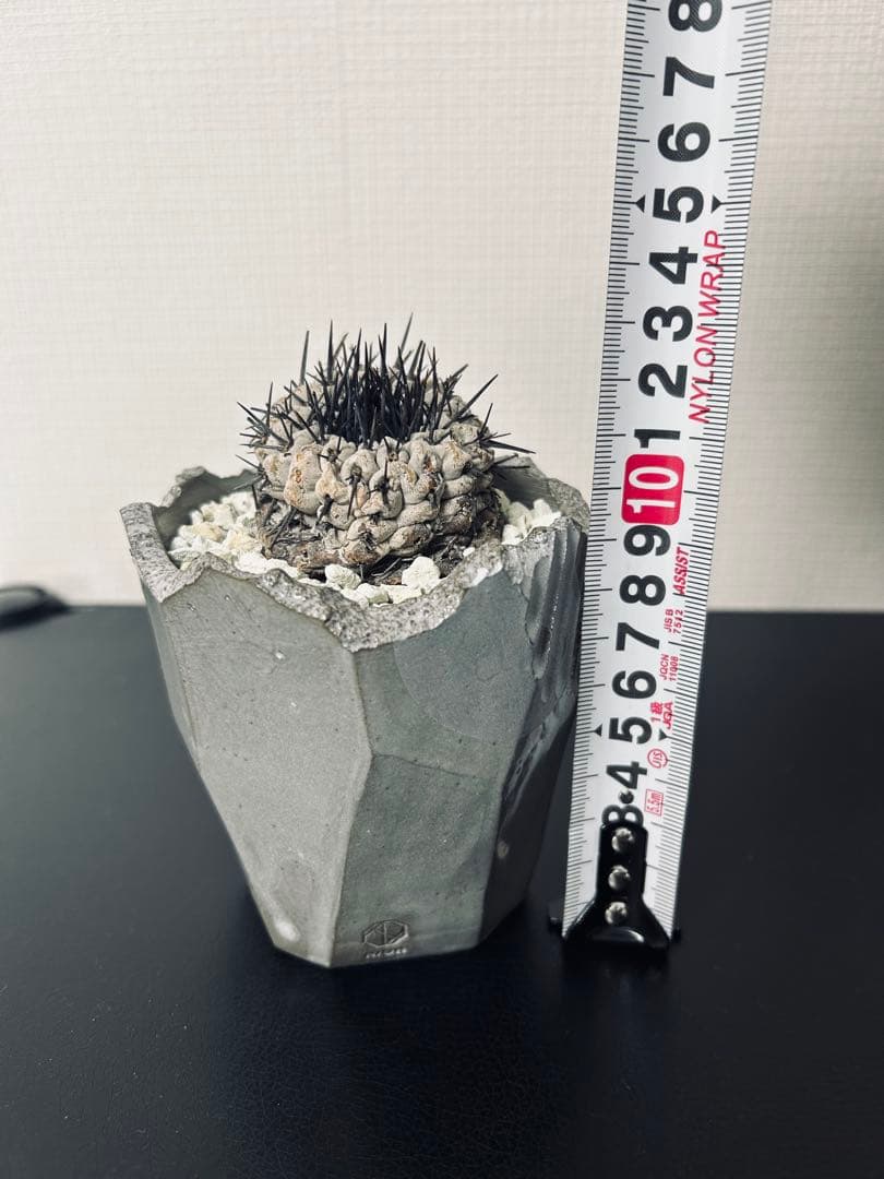 最終値下　コピアポアシネレア　現地球黒王丸　n/oh