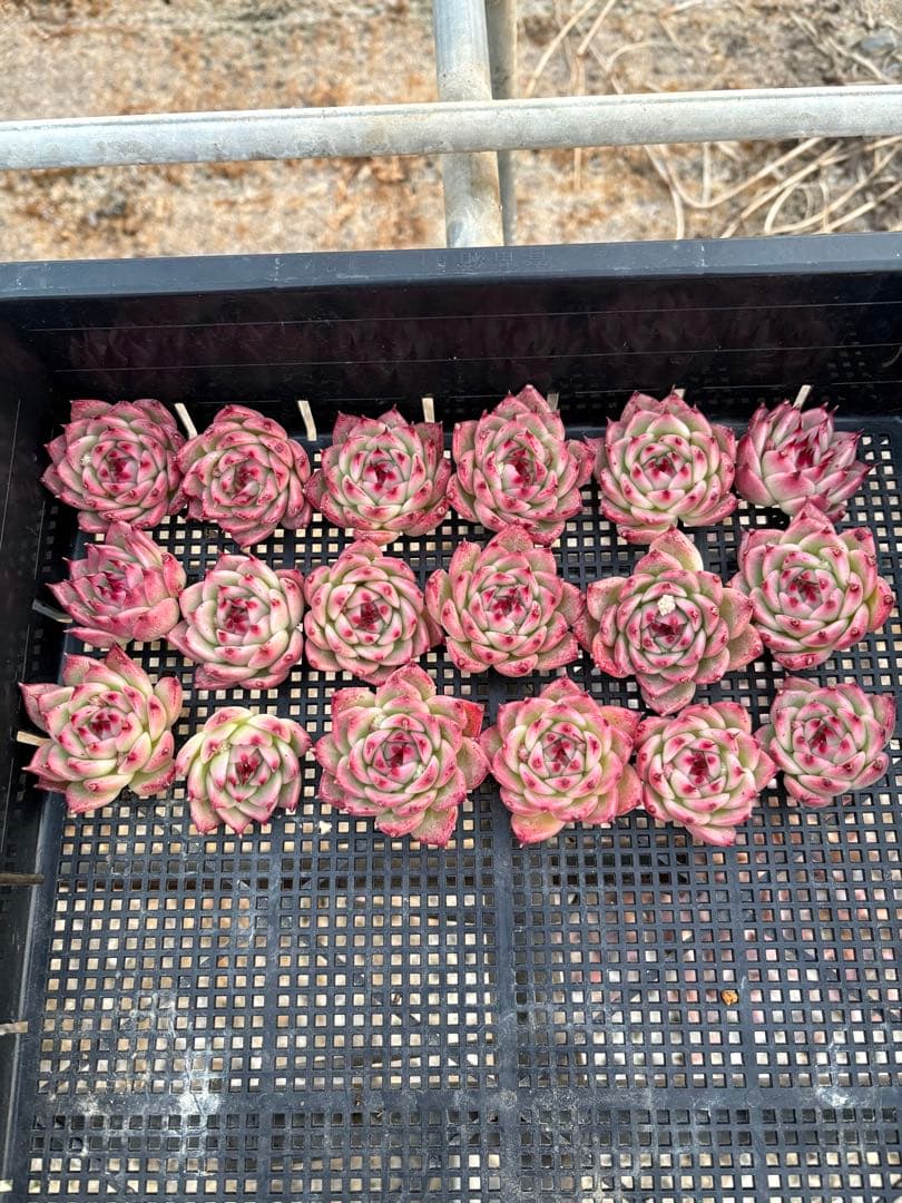 ☆彩乃助☆様 おまとめ追加分