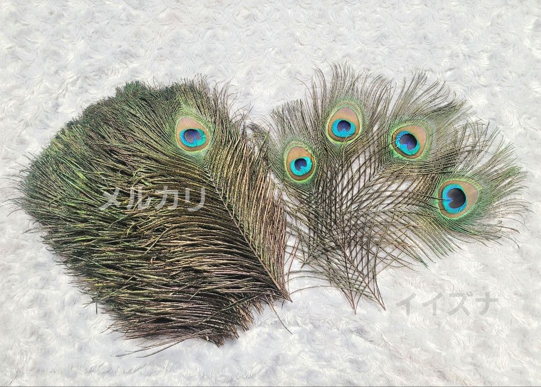 孔雀の羽根 ピーコックアイ 約24〜27cm 100本 鳥の羽根