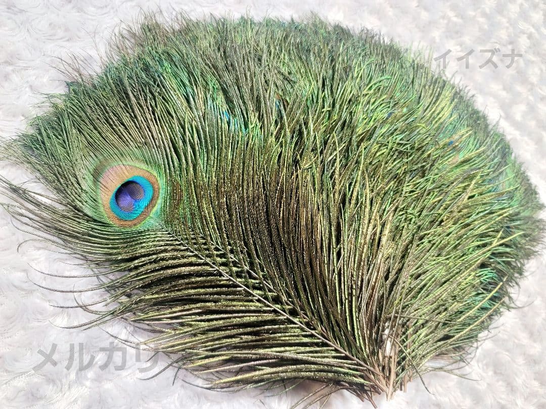 孔雀の羽根 ピーコックアイ 約24〜27cm 100本 鳥の羽根