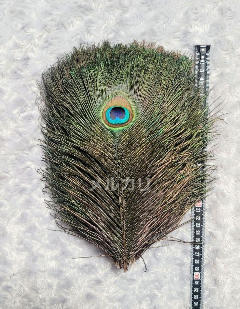 孔雀の羽根 ピーコックアイ 約24〜27cm 100本 鳥の羽根