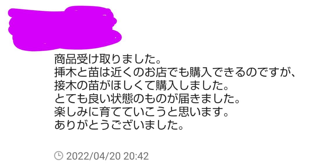 春用 来季 シャインマスカット 苗 3年育成物 丈夫な苗‼️評価見てください