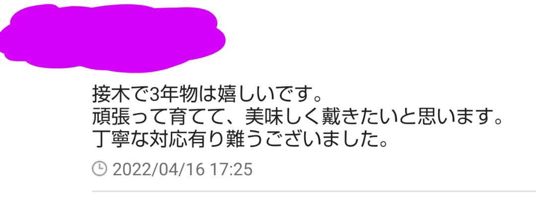 春用 来季 シャインマスカット 苗 3年育成物 丈夫な苗‼️評価見てください