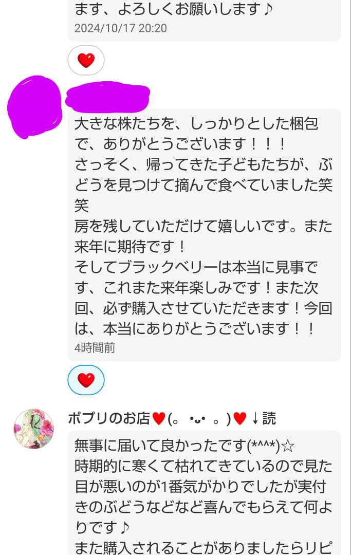 春用 来季 シャインマスカット 苗 3年育成物 丈夫な苗‼️評価見てください
