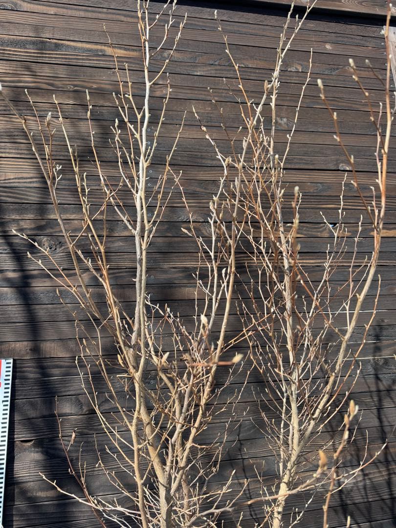 ヒメシャラ/株立ち【現品発送】管理80035