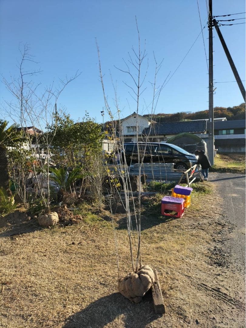 山採り アオダモ 株立ち 6本立ち 自然樹形