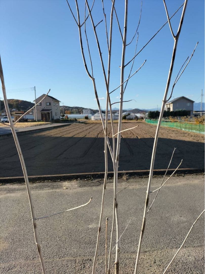 山採り アオダモ 株立ち 6本立ち 自然樹形