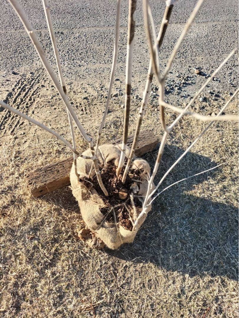 山採り アオダモ 株立ち 6本立ち 自然樹形