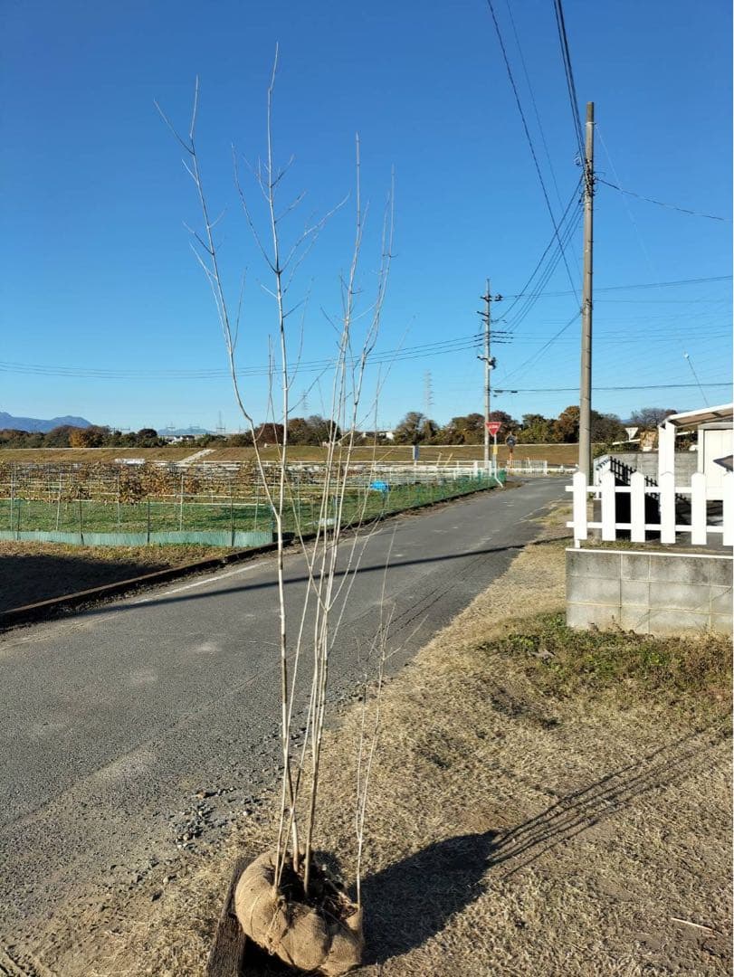 山採り アオダモ 株立ち 6本立ち 自然樹形