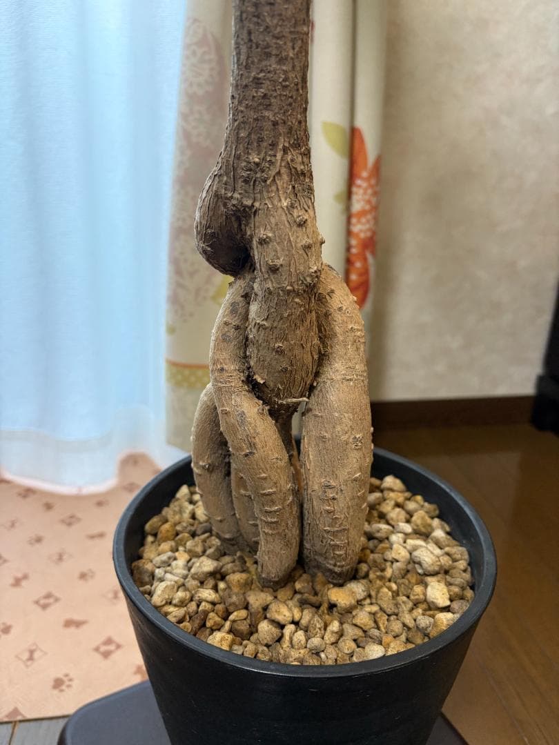 【引き取り限定】 ボトルツリー ブラキキトン 大型