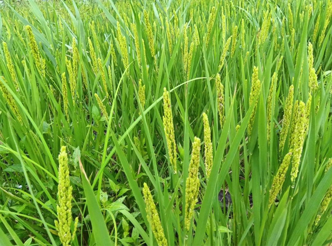 ハッピーヒル(うるち米) 種籾 200g - メルカリ