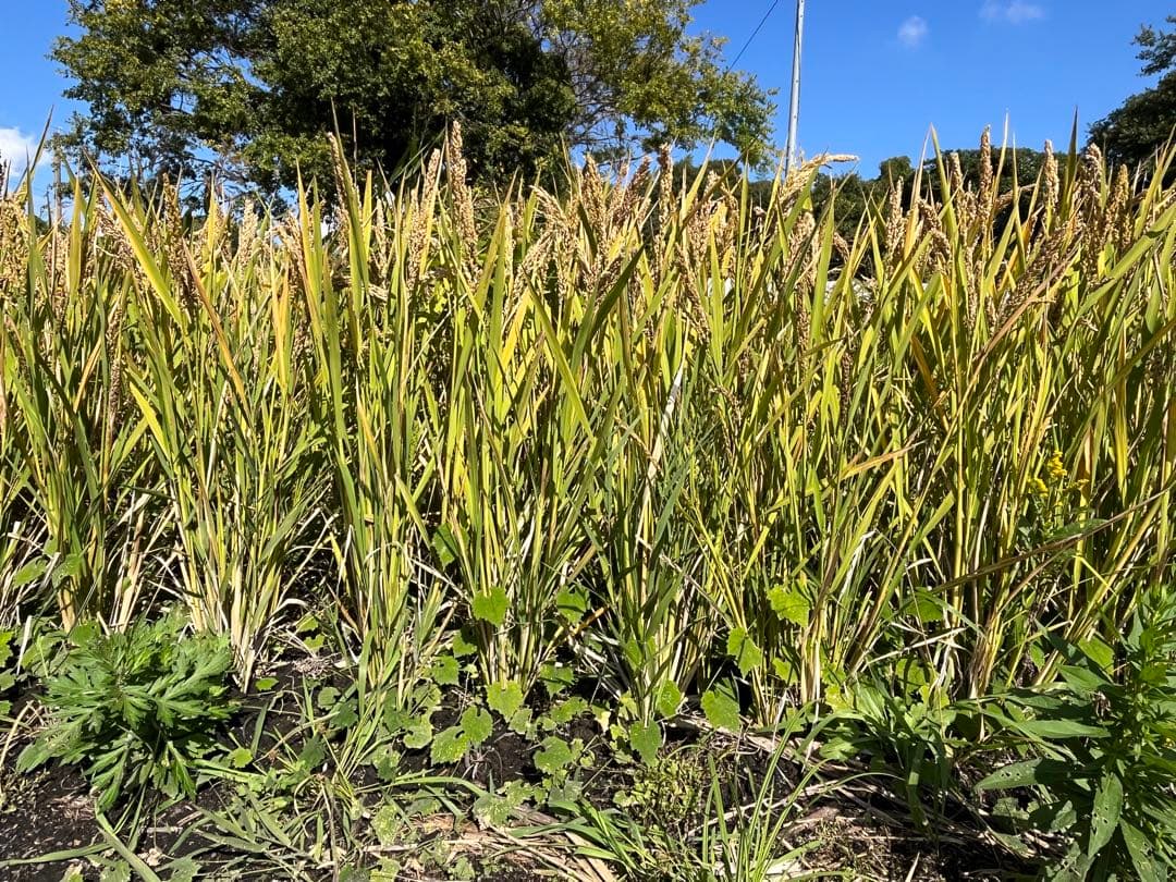 ハッピーヒル(うるち米) 種籾 200g - メルカリ