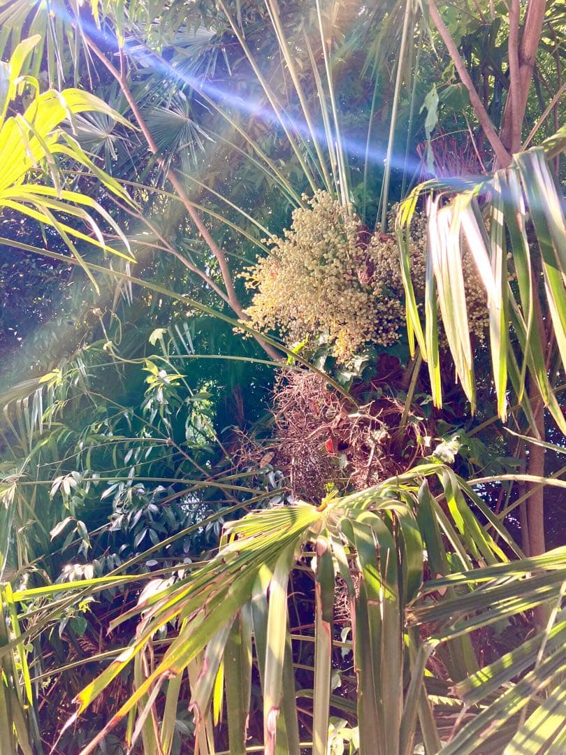 完売　　縁起木＊希少＊高級花材【棕櫚の実＊シュロの実】クリスマス花材/クリスマス