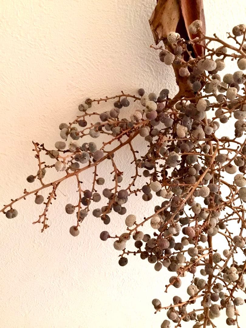 完売　　縁起木＊希少＊高級花材【棕櫚の実＊シュロの実】クリスマス花材/クリスマス