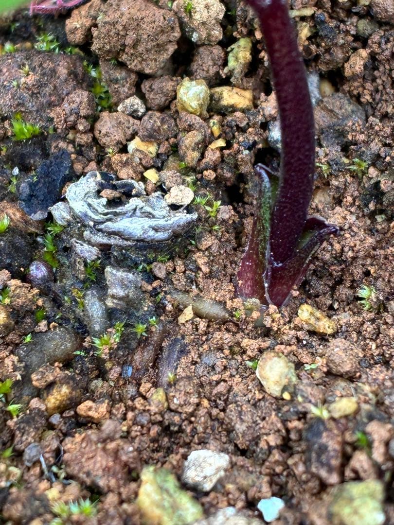 の*ん様 ☘️極上☘️限定1株☘️未株分け☘️タグ付き☘️3365⭐️パステ⭐️