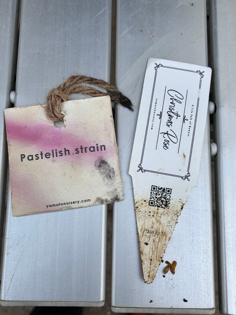 の*ん様 ☘️極上☘️限定1株☘️未株分け☘️タグ付き☘️3365⭐️パステ⭐️