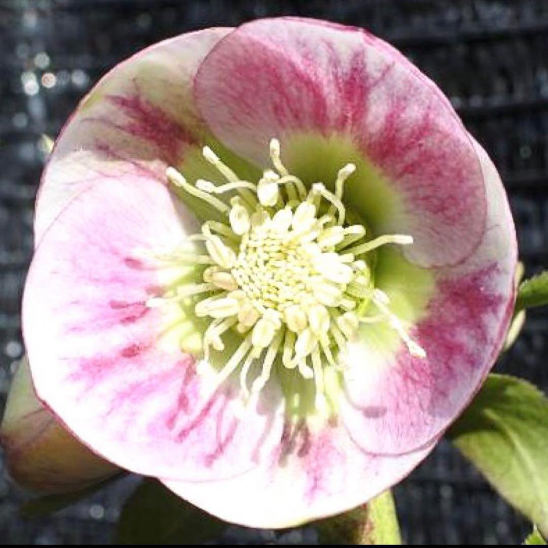 の*ん様 ☘️極上☘️限定1株☘️未株分け☘️タグ付き☘️3365⭐️パステ⭐️