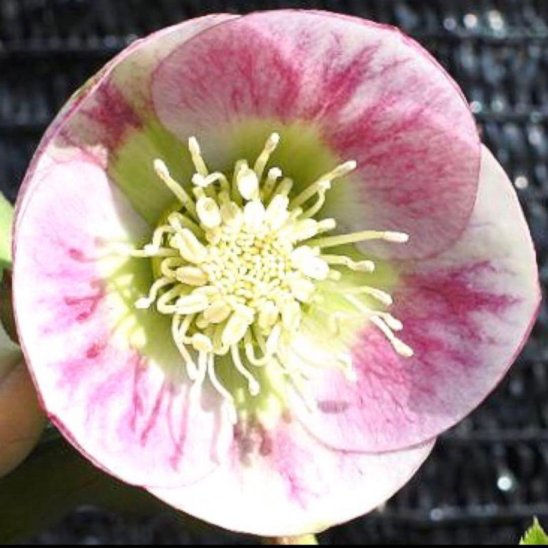 の*ん様 ☘️極上☘️限定1株☘️未株分け☘️タグ付き☘️3365⭐️パステ⭐️