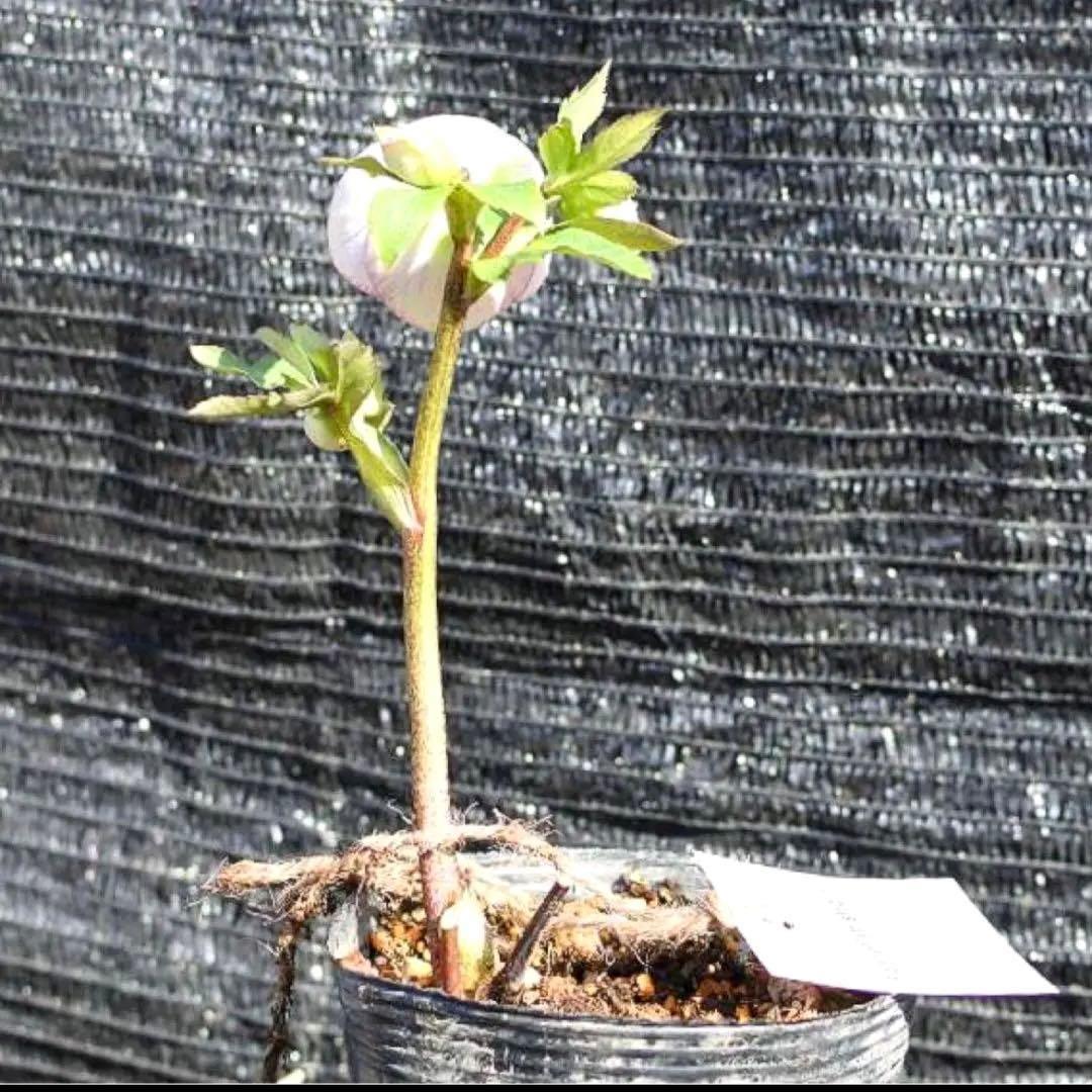 の*ん様 ☘️極上☘️限定1株☘️未株分け☘️タグ付き☘️3365⭐️パステ⭐️