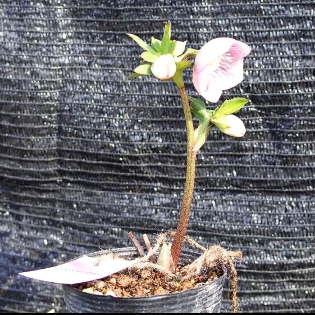 の*ん様 ☘️極上☘️限定1株☘️未株分け☘️タグ付き☘️3365⭐️パステ⭐️