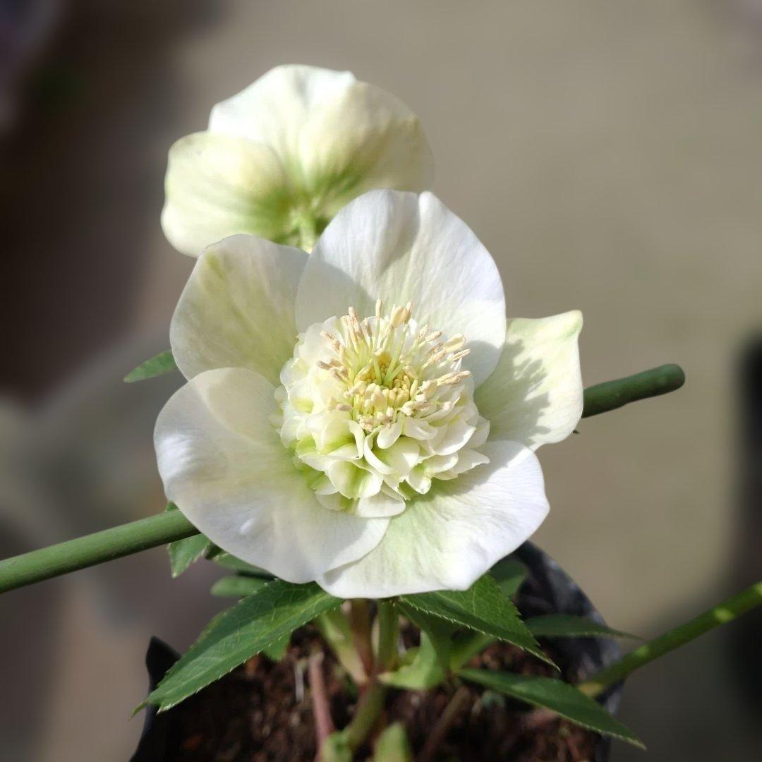 曽田園芸✨2株✨セミダブル✨オフホワイトとアンティークピンク✨クリスマスローズ✨