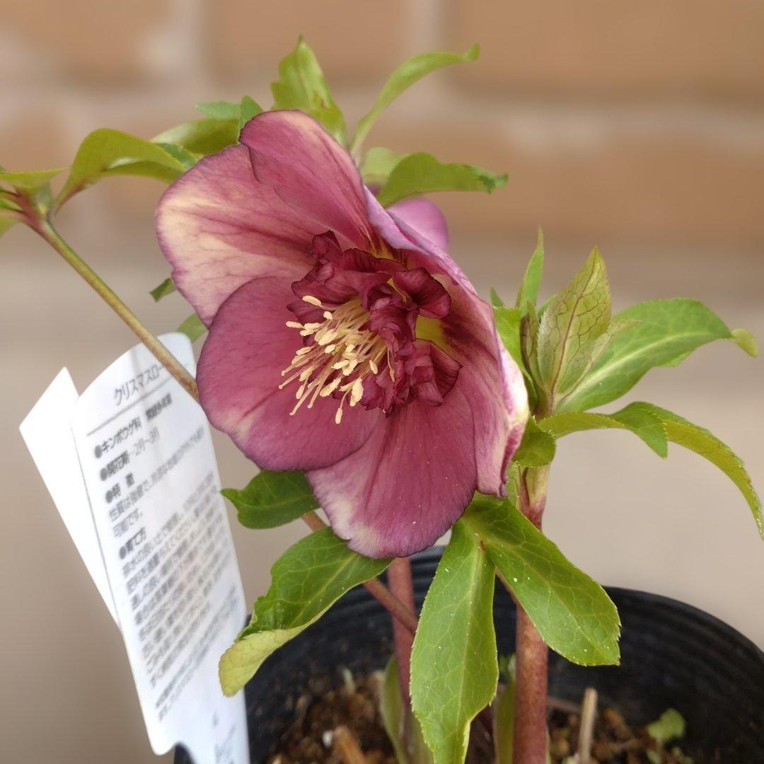 曽田園芸✨2株✨セミダブル✨オフホワイトとアンティークピンク✨クリスマスローズ✨