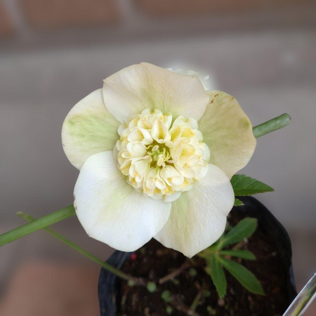 曽田園芸✨2株✨セミダブル✨オフホワイトとアンティークピンク✨クリスマスローズ✨