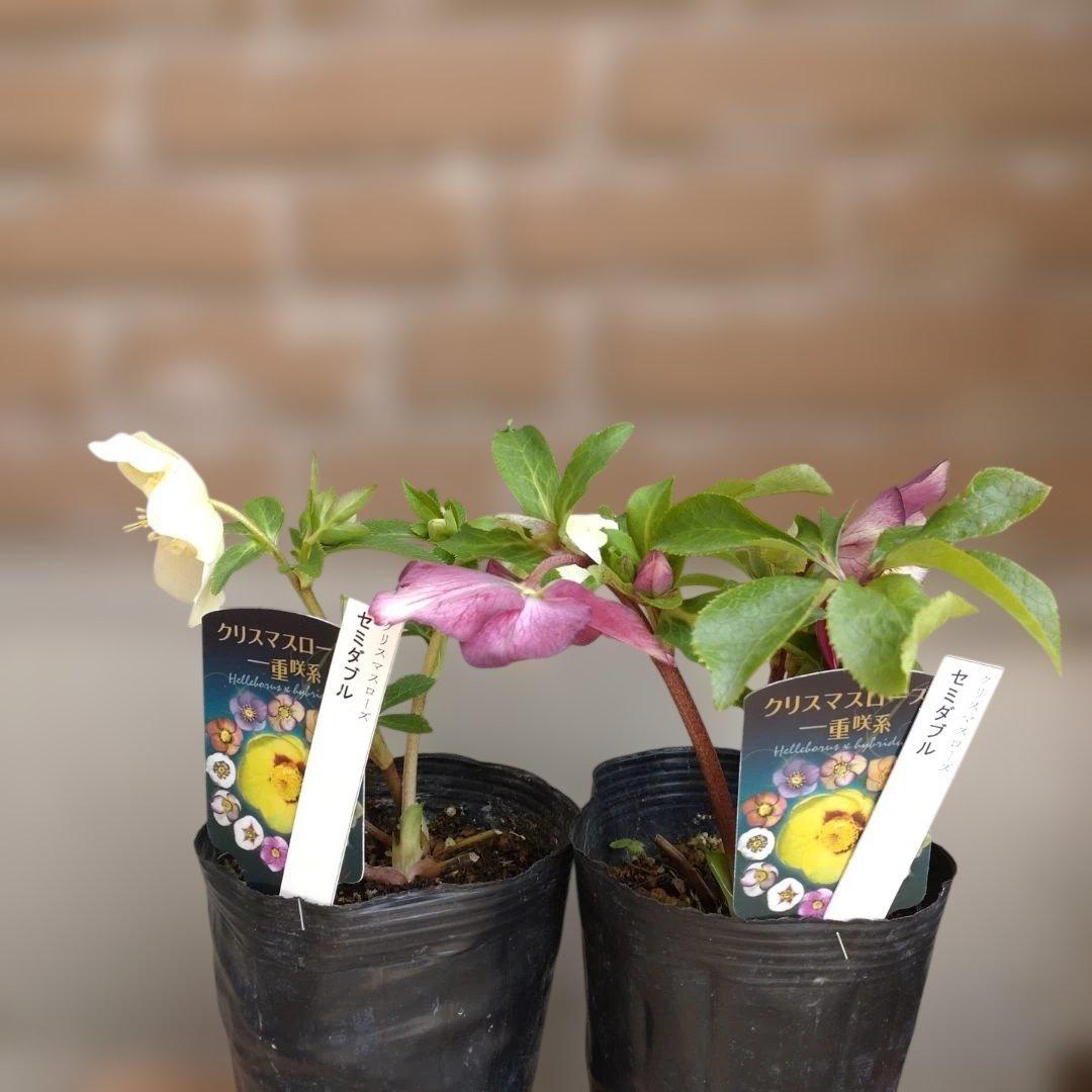 曽田園芸✨2株✨セミダブル✨オフホワイトとアンティークピンク✨クリスマスローズ✨