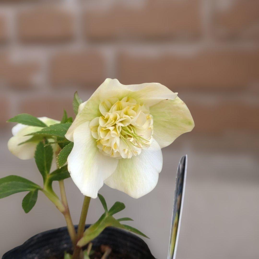 曽田園芸✨2株✨セミダブル✨オフホワイトとアンティークピンク✨クリスマスローズ✨