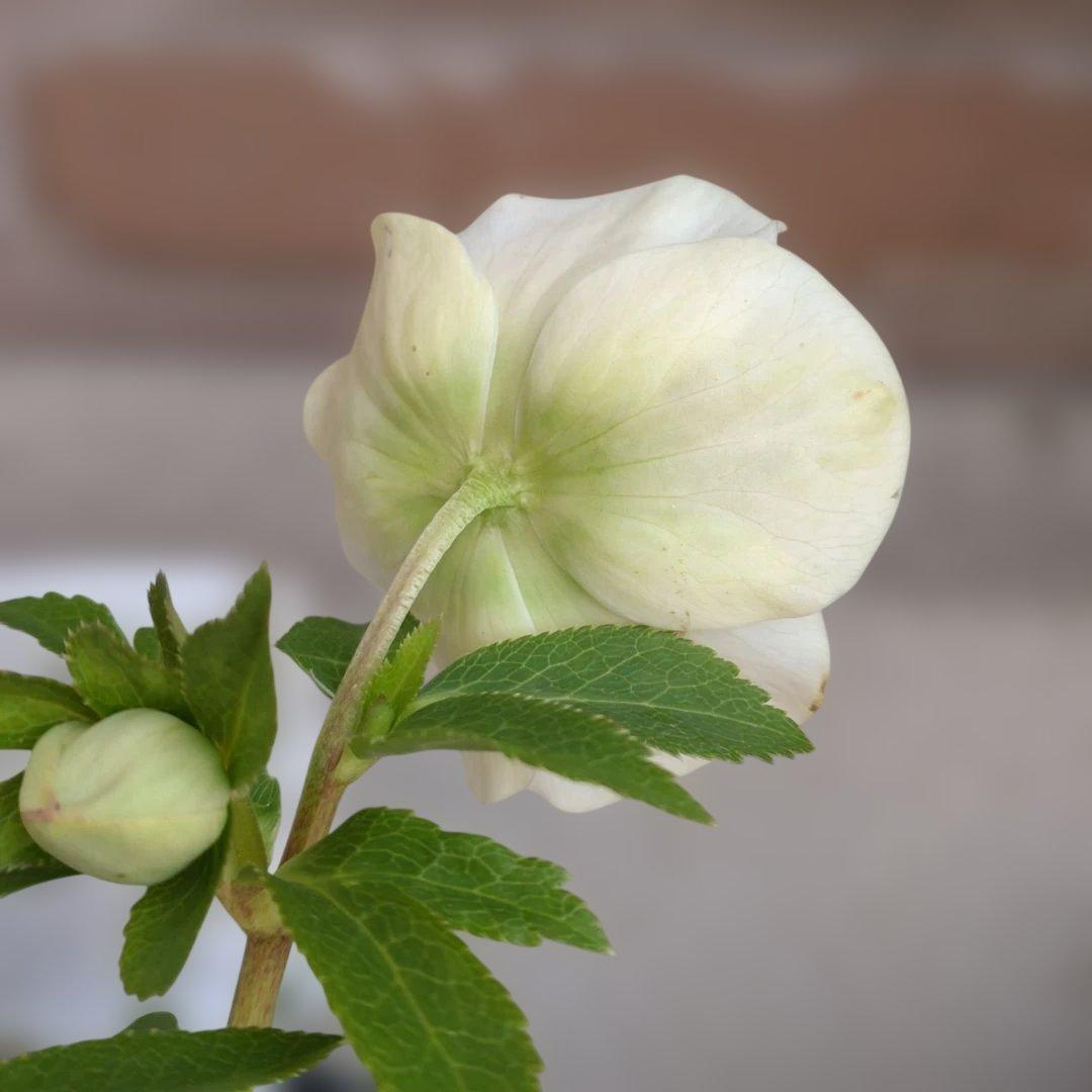 曽田園芸✨2株✨セミダブル✨オフホワイトとアンティークピンク✨クリスマスローズ✨