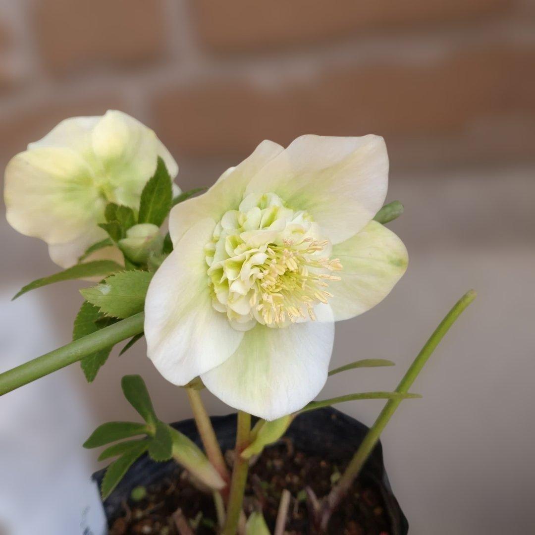 曽田園芸✨2株✨セミダブル✨オフホワイトとアンティークピンク✨クリスマスローズ✨