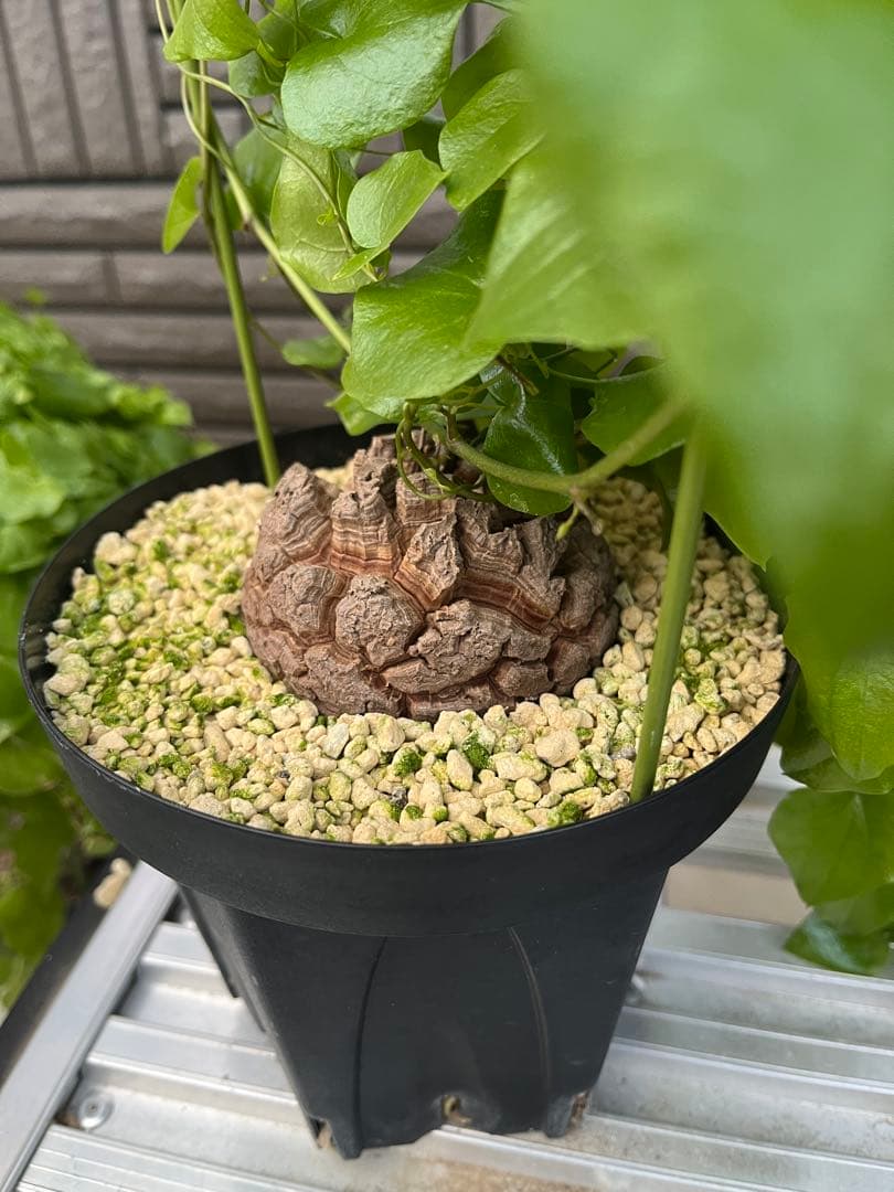 Dioscorea elephantipes アフリカ亀甲竜
