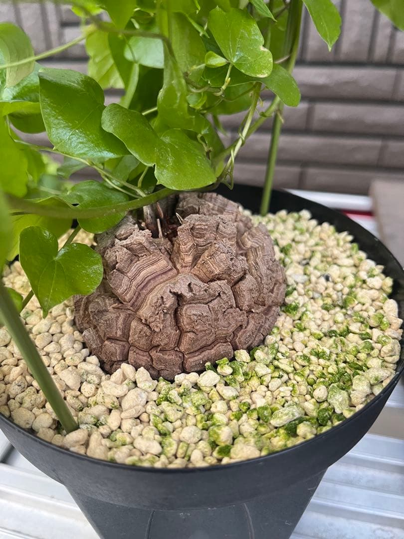 Dioscorea elephantipes アフリカ亀甲竜